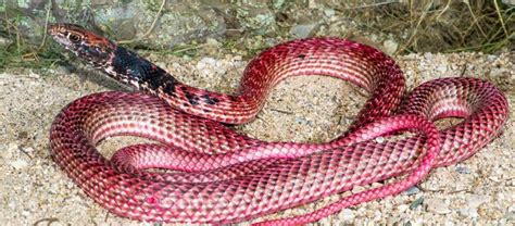 red coachwhip snake arizona.